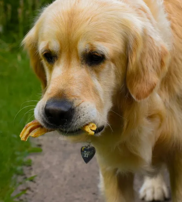 Anco Naturals | Natural Dog Treat | Duck Foot