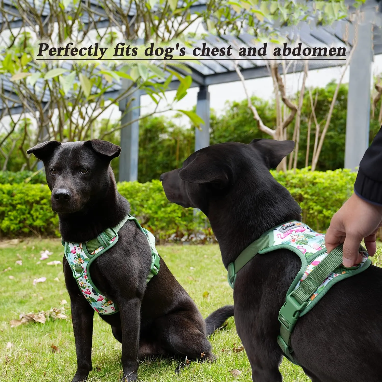 Dog Harness Collar 5ft Leash Poop Bag Holder Set, Reflective Adjustable No-Pull Dog Vest Harness with Safety Lock Easy Control Handle, for Small Medium Large Dogs 4pcs-M-Blue