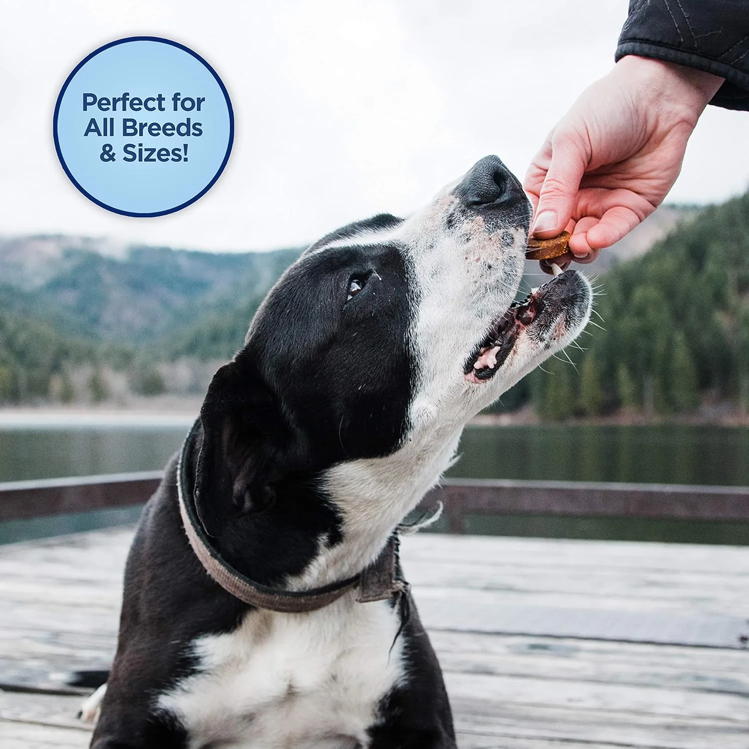 Natural Balance Limited Ingredient Rewards Jumpin' Stix, Grain-Free Dog Treats for Adult Dogs of All Breeds, Venison Recipe, 4 Ounce (Pack of 1)