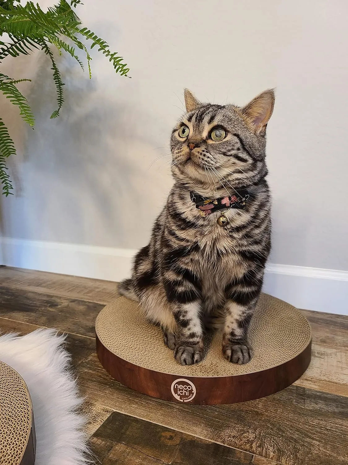 Necoichi Cat Scratcher Bowl Replacement for Indoor Cats - Cat Scratching Lounger with Reversible Usability and Extra Comfort for Lounge, Cardboard Bed Couch / (Regular, Dark Cherry)