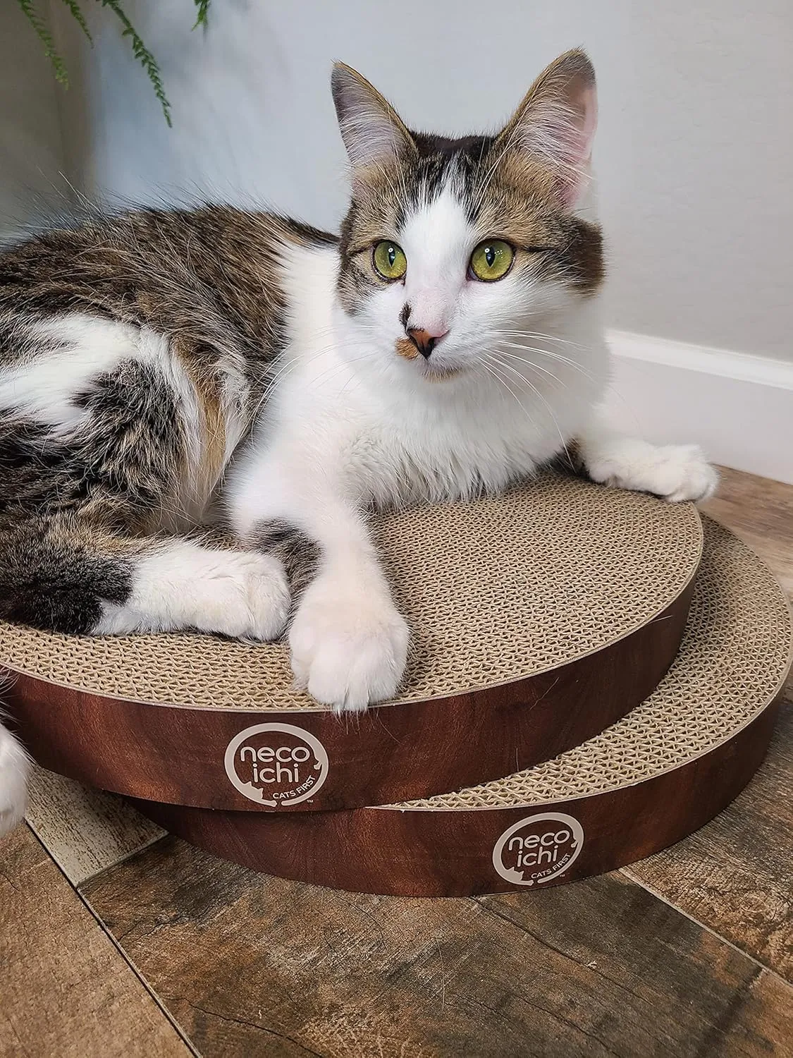 Necoichi Cat Scratcher Bowl Replacement for Indoor Cats - Cat Scratching Lounger with Reversible Usability and Extra Comfort for Lounge, Cardboard Bed Couch / (Regular, Dark Cherry)
