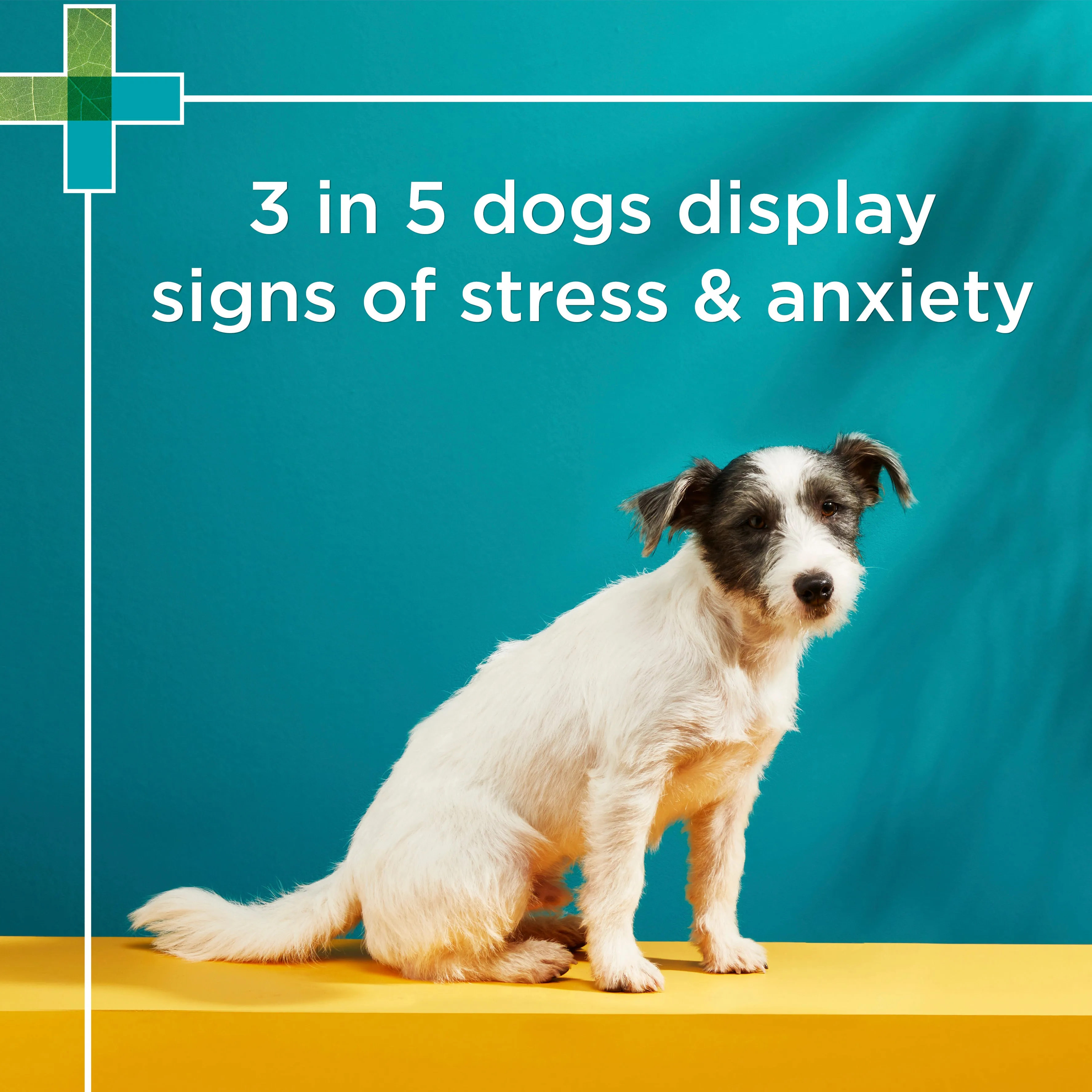 PAW Complete Calm Chews Small Dogs