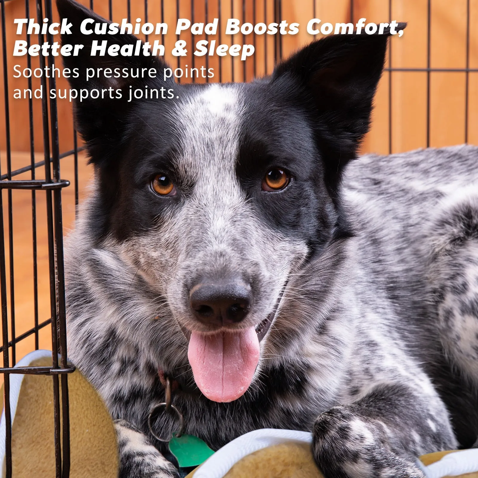 Wire Dog Cage Crate 36in with Tray   Cushion Mat   Blue Cover Combo